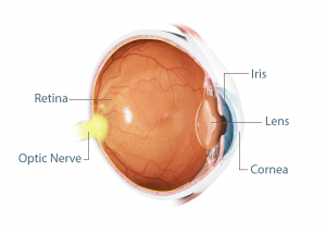 Eye Anatomy
