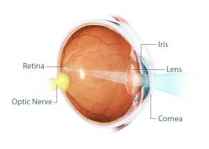 Eye anatomy01